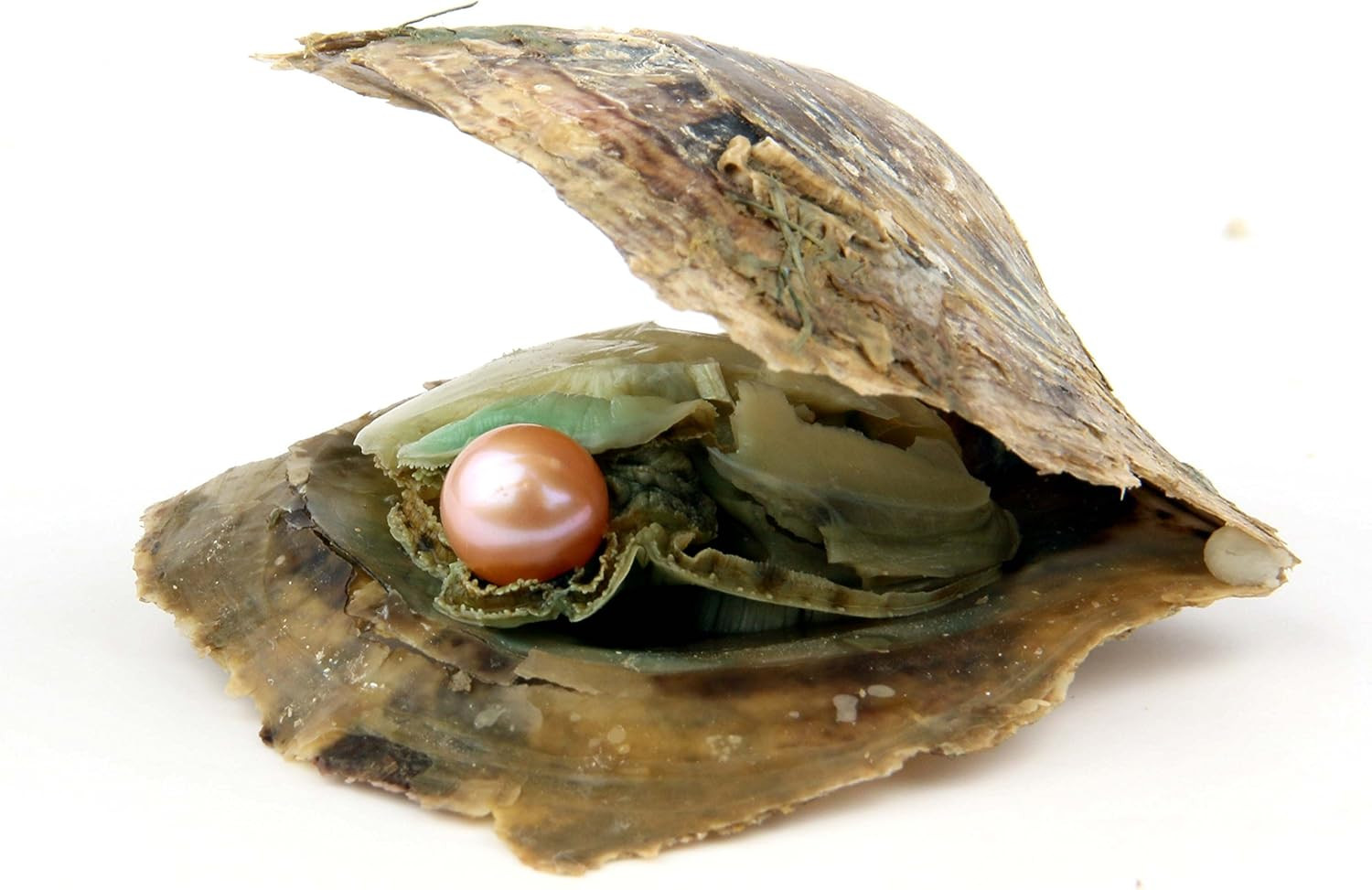 4PCS Saltwater Akoya Cultured Pearl Oyster with round Pearl (6.5-7.5Mm) inside