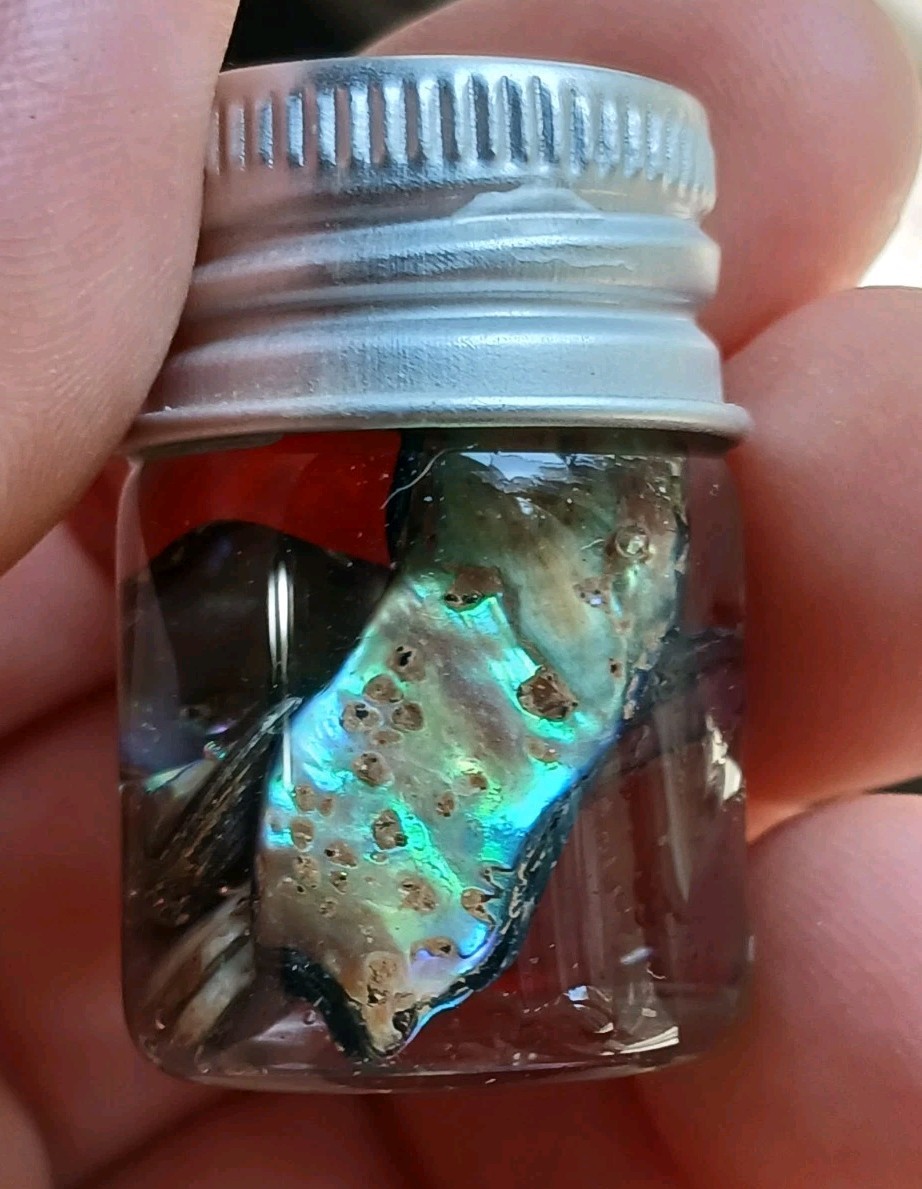 Genuine New Zealand Abalone Paua shell Gift Token Vacation Travel Jar