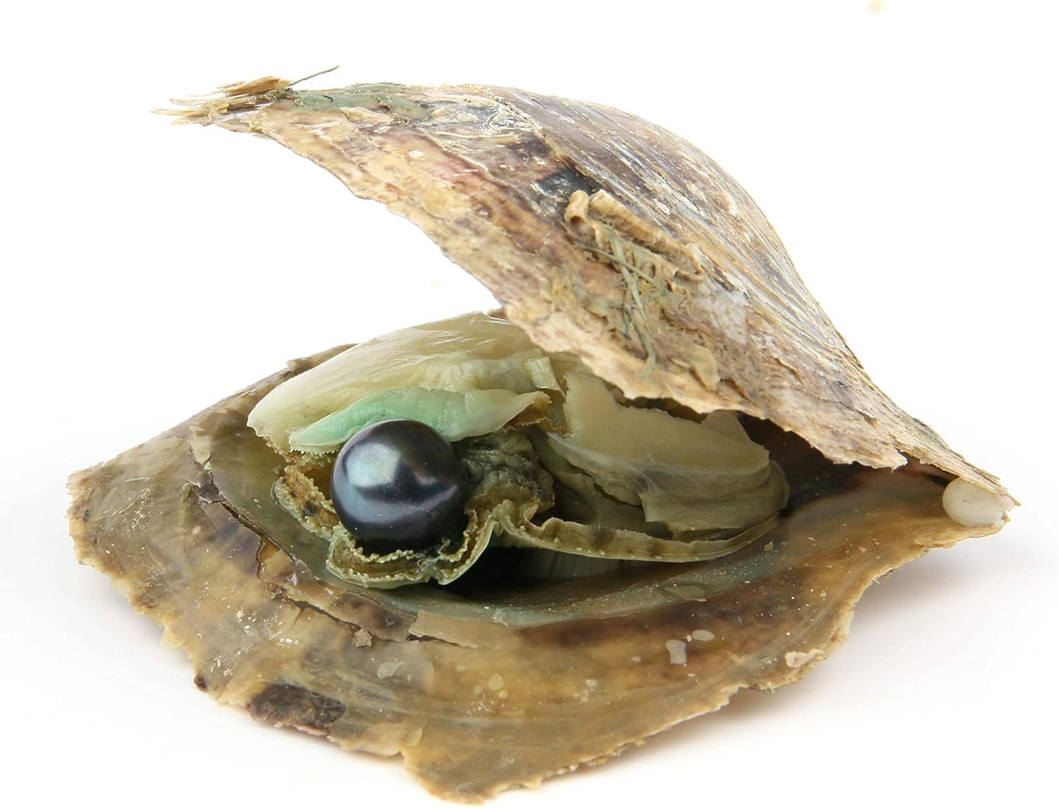 4PCS Saltwater Akoya Cultured Pearl Oyster with round Pearl (6.5-7.5Mm) inside