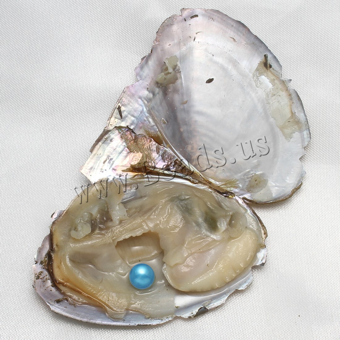 10PCS 7-8mm Natural Pearl Akoya Oysters Individually Wrapped w/ Cultured Bulk