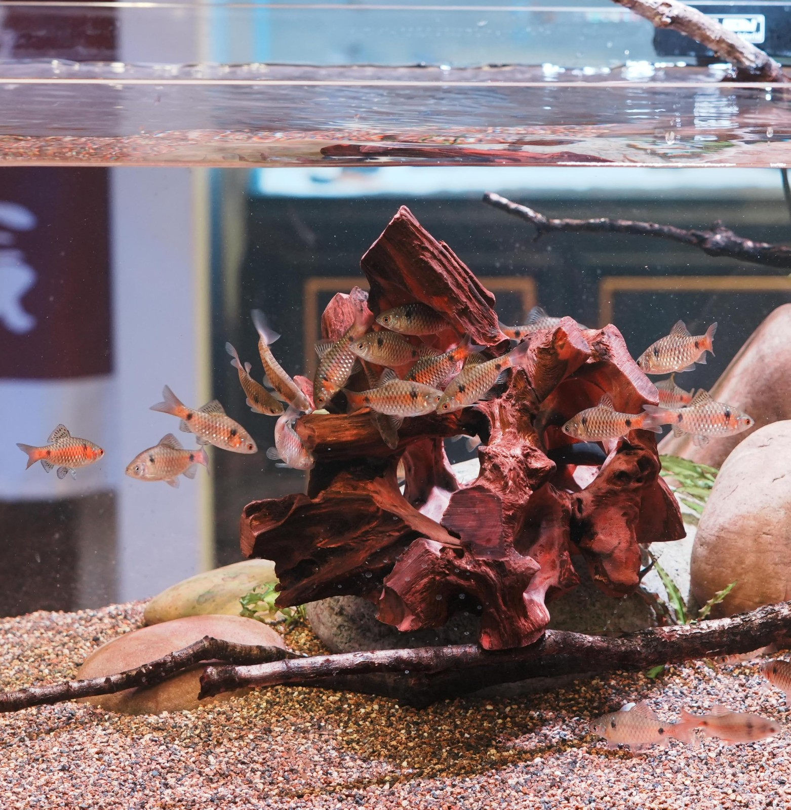 Natural Wood Aquarium Cave Betta Fish Hideout for 7.1-9.8 Inch, multi-hole