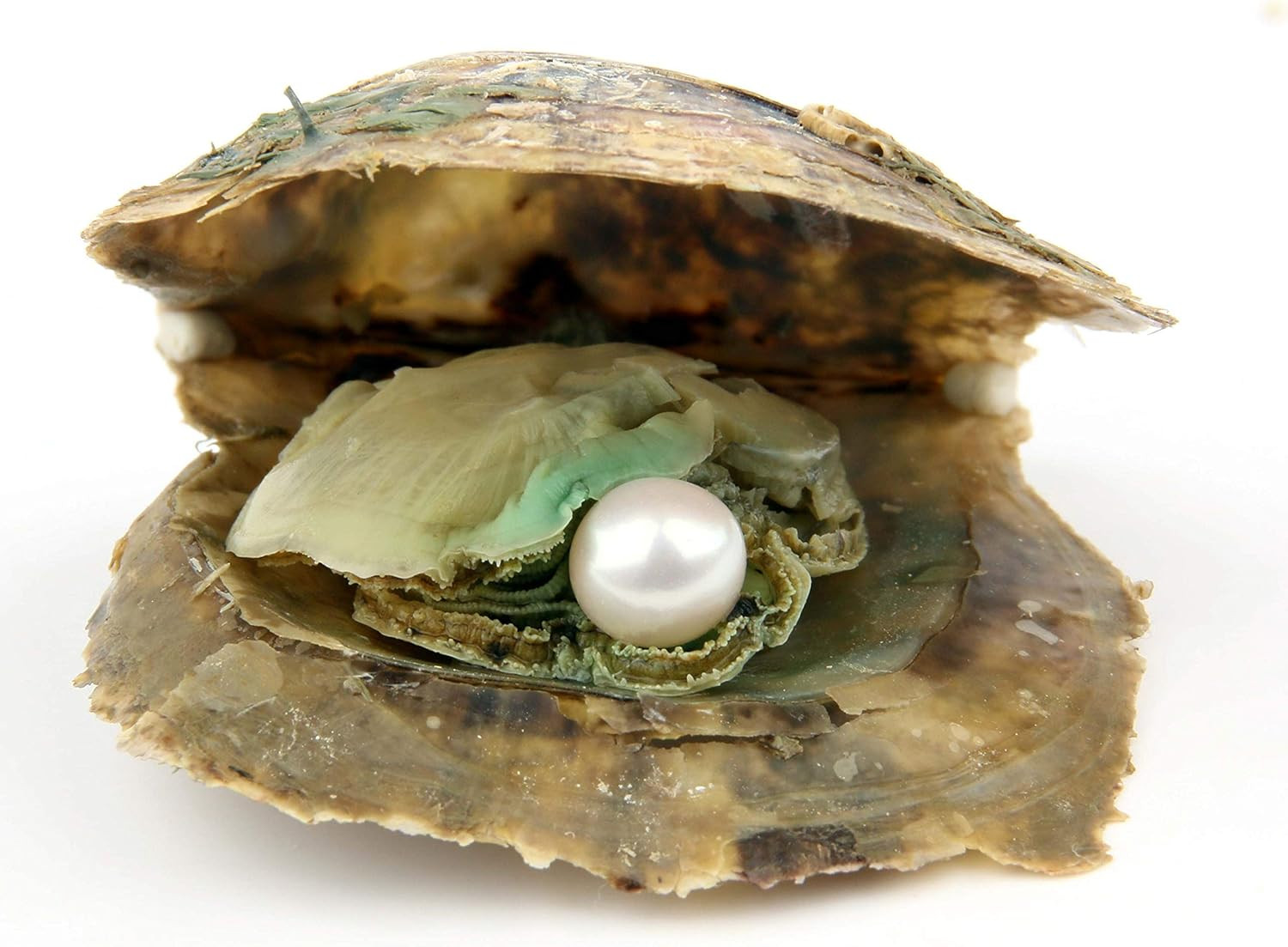 4PCS Saltwater Akoya Cultured Pearl Oyster with round Pearl (6.5-7.5Mm) inside J