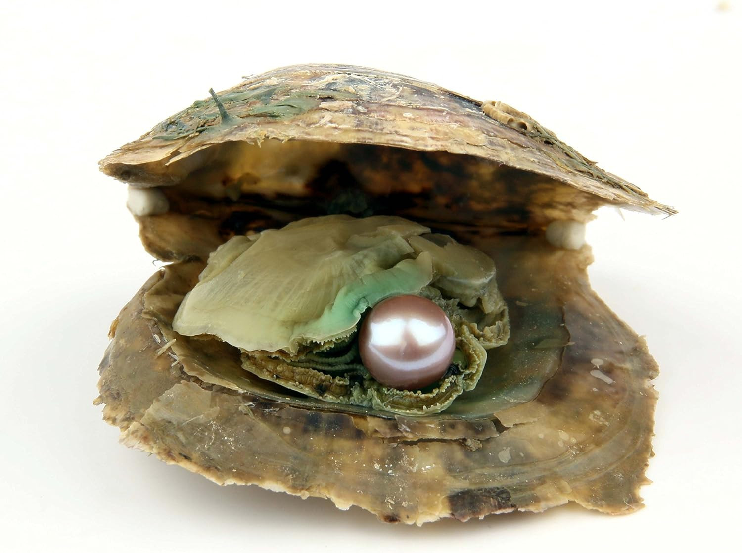 4PCS Saltwater Akoya Cultured Pearl Oyster with round Pearl (6.5-7.5Mm) inside J