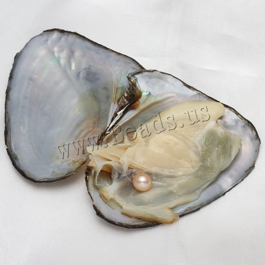 10PCS 7-8mm Natural Pearl Akoya Oysters Individually Wrapped w/ Cultured Bulk