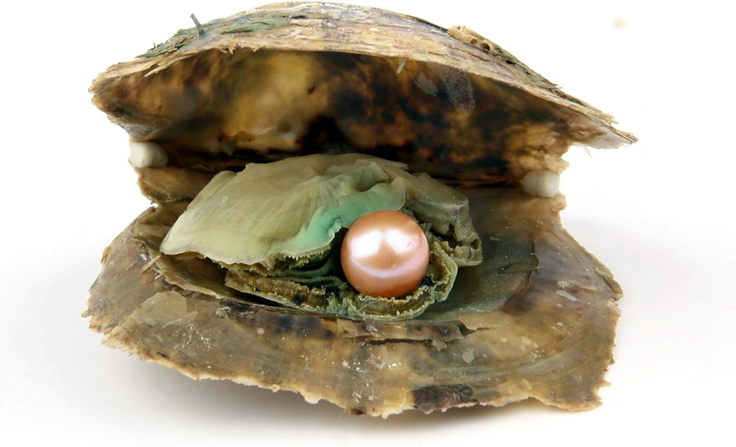 4PCS Saltwater Akoya Cultured Pearl Oyster with round Pearl (6.5-7.5Mm) inside J