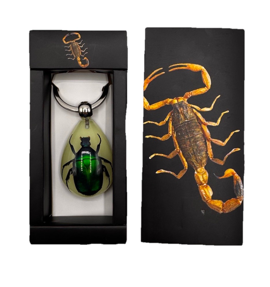 Real Green Rose Chafer Beetle Glow In The Dark Resin Teardrop Keychain