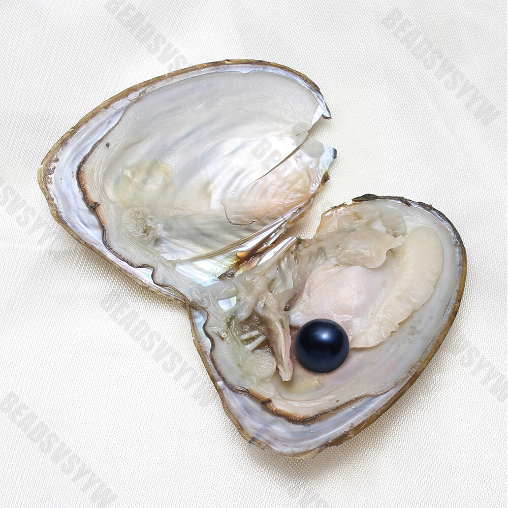 1-50pack Individually Wrapped Oysters whith Natural Pearl Holiday Birthday Gift