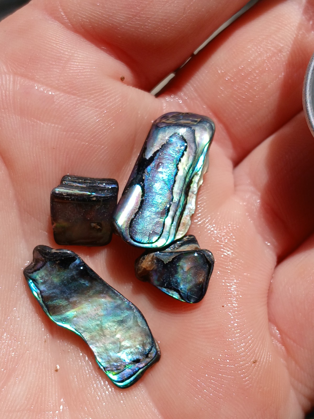 Genuine New Zealand Abalone Paua shell Gift Token Vacation Travel Jar