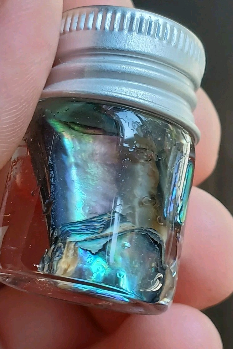 Genuine New Zealand Abalone Paua shell Gift Token Vacation Travel Jar