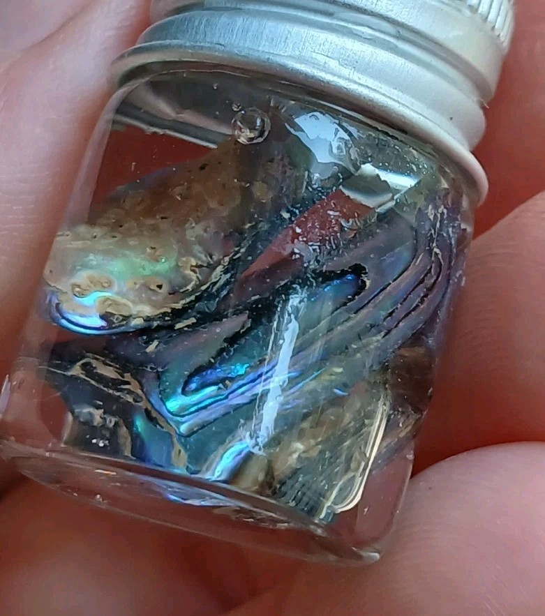 Genuine New Zealand Abalone Paua shell Gift Token Vacation Travel Jar